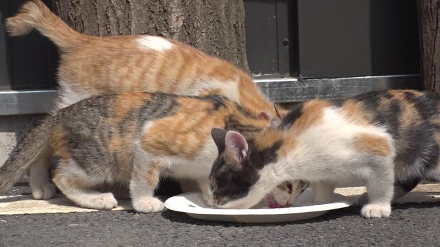 바닥 위 접시에 놓인 먹이를 먹는 세 마리의 새끼 고양이
