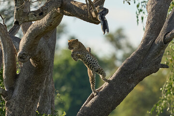 Leopard (Panthera pardus) climbing a tree in South Luangwa National Park, Zambia