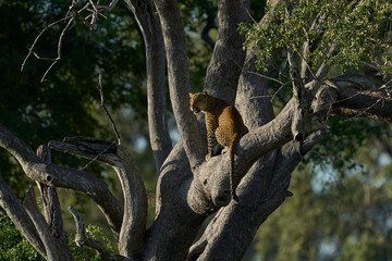 Leopard (Panthera pardus) resting in a tree in South Luangwa National Park, Zambia