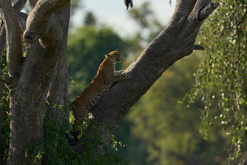 Leopard (Panthera pardus) climbing a tree in South Luangwa National Park, Zambia