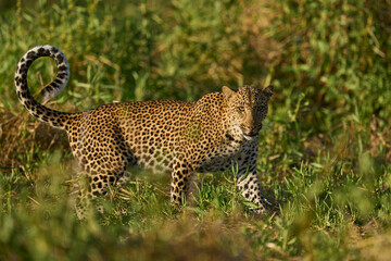 Leopard (Panthera pardus) in lush green grass during the emerald season in South Luangwa National Park, Zambia