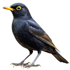 Obraz premium blackbird isolated on white