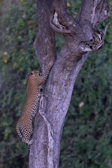 Leopard (Panthera pardus) climbing a tree in South Luangwa National Park, Zambia