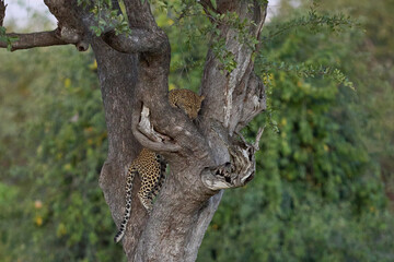 Leopard (Panthera pardus) climbing a tree in South Luangwa National Park, Zambia