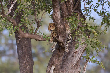 Leopard (Panthera pardus) resting in a tree in South Luangwa National Park, Zambia