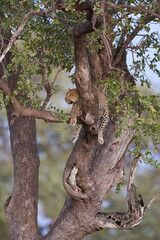 Leopard (Panthera pardus) resting in a tree in South Luangwa National Park, Zambia