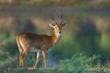 Male Puku (Kobus vardoni) in South Luangwa National Park, Zambia