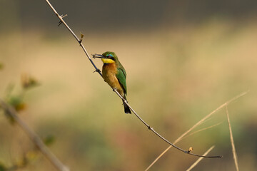 Little Bee-eater (Merops pusillus) perched on a twig in South Luangwa National Park, Zambia