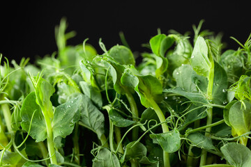 Fresh pea microgreen sprouts on a black background.