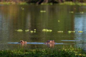Hippopotamus (Hippopotamus amphibius) in a lagoon in South Luangwa National Park, Zambia