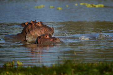 Fototapeta premium Hippopotamus (Hippopotamus amphibius) in a lagoon in South Luangwa National Park, Zambia