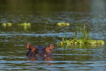Hippopotamus (Hippopotamus amphibius) in a lagoon in South Luangwa National Park, Zambia