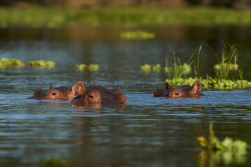 Fototapeta premium Hippopotamus (Hippopotamus amphibius) in a lagoon in South Luangwa National Park, Zambia