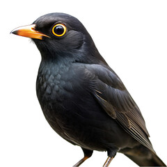 Fototapeta premium blackbird isolated on white background