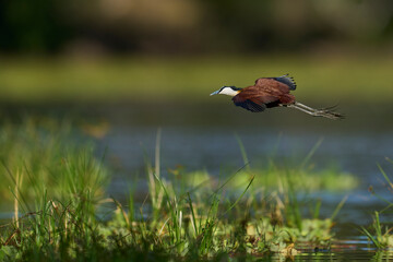 African Jacana (Actophilornis africanus) flying low over vegetation in a lagoon in South Luangwa National Park, Zambia