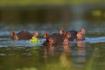 Hippopotamus (Hippopotamus amphibius) in a lagoon in South Luangwa National Park, Zambia