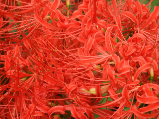 Fototapeta premium 彼岸花