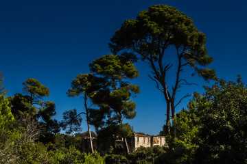the forest of Sainte Marguerite Island, off the coast of Cannes