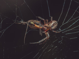 A garden spider with it's prey