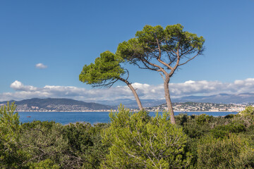 Obraz premium Sainte Marguerite Island off the coast of Cannes