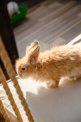 Obraz premium Cute fluffy rabbit outdoors. Orange bunny close-up