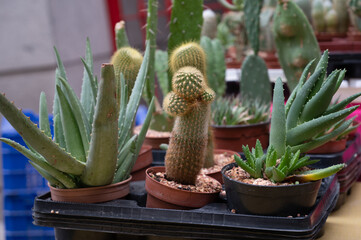 A cactus plant shop in a flea market