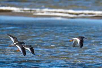 Rotschenkel im Herbst an der Ostsee