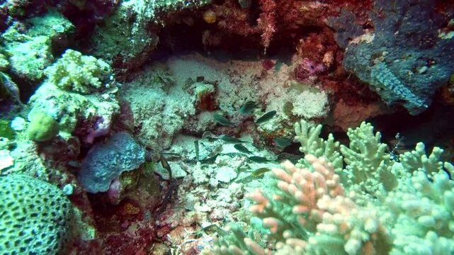 Fish, corals and a tunicate on a tropical coral reef.