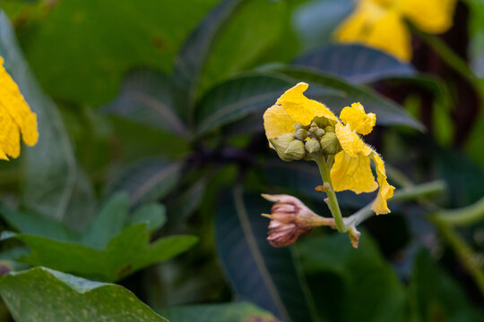 Luffa (Turai) Vine with Yellow Flowers in an Indian Organic Garden