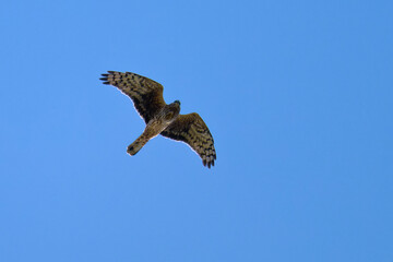 Fliegender Sperber im Herbst in Schweden