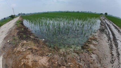 Muddy Pathway Through Waterlogged Paddy Fields