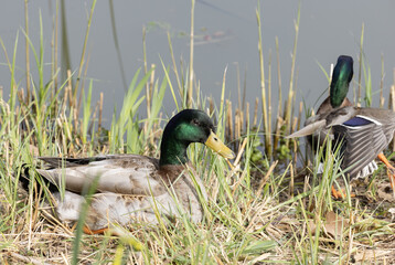 Canard m&acirc;le Colvert	