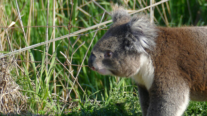 koala in the tree © Valerii