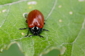 chrysomèle du peuplier © david delecourt