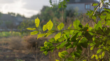 A branch of a bush with green leaves. Sunlight passes through the green leaves on the branch of the bush