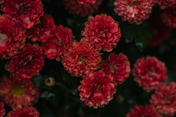 Vibrant red blooming flowers captured in a garden during the late afternoon light