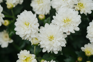 Obraz premium Beautiful white flowers blooming gracefully in a lush garden during springtime
