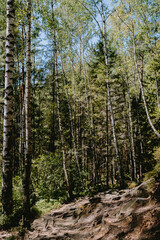 A serene forest path lined with tall birch and evergreen trees during a sunny day in a tranquil natural setting