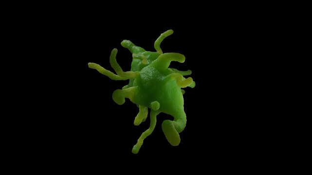 Amoeba proteus protozoan. This freshwater single-celled organism feeds on bacteria and smaller protozoa