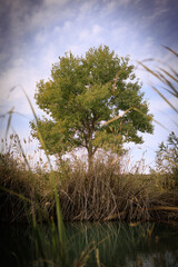tree in the sky