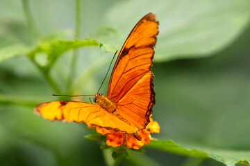 Julia butterfly (Dryas iulia) also known as the flambeau butterfly