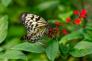 Large Tree Nymph, Idea leuconoe, butterfly
