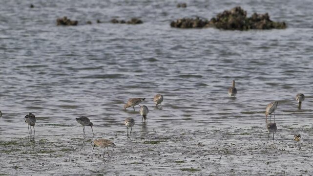 Black-tailed godwit (Limosa limosa) fishing in the Victoria and Joyel marshes, Santo&ntilde;a, Cantabria, Spain