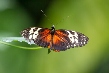 Tiger Longwing Butterfly, Heliconius hecale