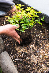 gardener's hands planting hedge nandina plant in the ground, close-up shot at shallow depth of field