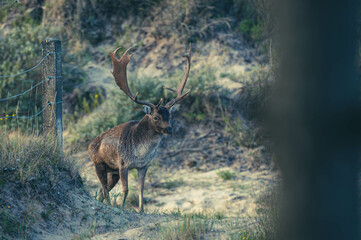 Damwild in den Niederlanden