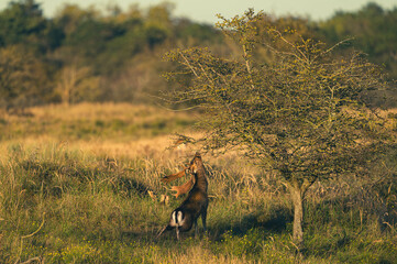 Damwild in den Niederlanden