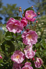 Rosier rose