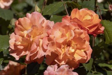 Rosier aux fleurs jaune orangé