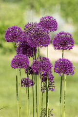 Allium hollandicum